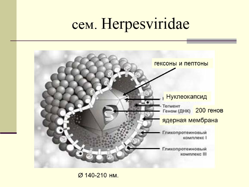 сем. Herpesviridae Ø 140-210 нм. гексоны и пептоны  200 генов  Нуклеокапсид 